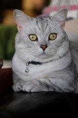 portrait of a cat with big eyes