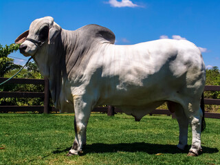 brahman bull on a farm for genetic improvement of beef cattle in Brazil - obrazy, fototapety, plakaty