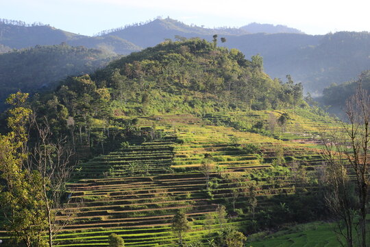 rice terraces in the morning