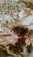 Natural abstract wood texture, have textured by wind, storm, rain, and sun