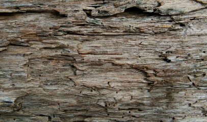 Natural wood textured by nature, 