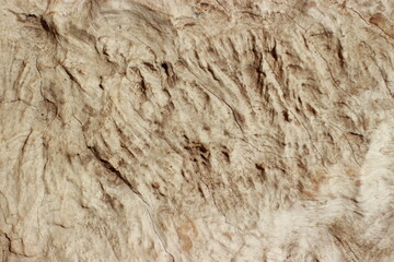 Natural abstract wood texture, have textured by wind, storm, rain, and sun