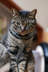 カウンターの上に座る猫