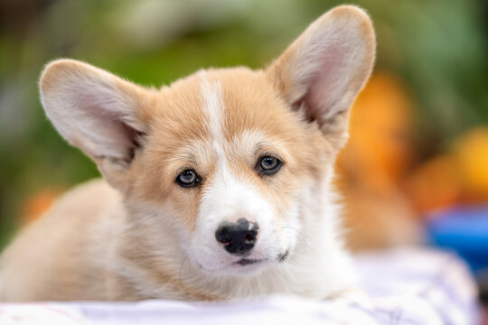 Portret szczeniaka rasy pembroke welsh corgi 