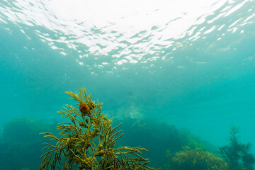 Fototapeta na wymiar Underwater vista with sea anemone