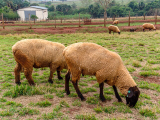 sheep on pasture in Brazil