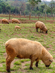 sheep on pasture in Brazil