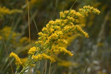 yellow wildflower