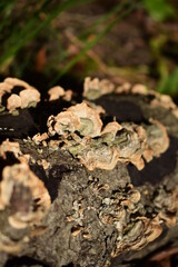 bark fungus