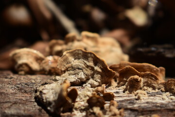 bark fungus