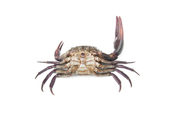 Field crab(Puna) isolated on white background.