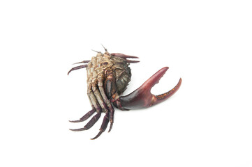 Field crab(Puna) isolated on white background.