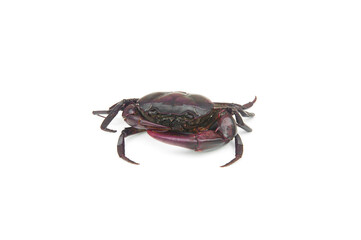 Field crab(Puna) isolated on white background.