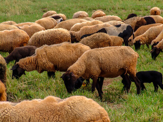 sheep on pasture in Brazil