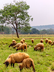sheep on pasture in Brazil