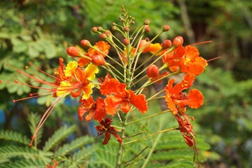 caesalpinia pulcherrima flower in nature garden