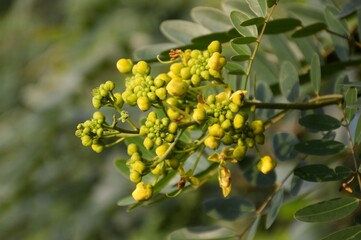 Obraz premium yellow Senna siamea flower in nature garden