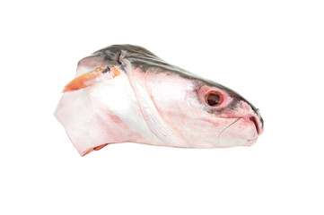 Fish Pangasianodon gigas head isolated on white background.