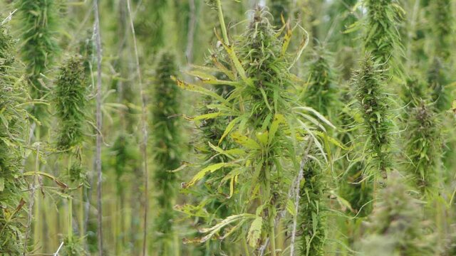 Narcotic marijuana plants in agricultural field outdoors. Medicinal cannabis field cultivation. Illegal narco weed plantation growing outdoors