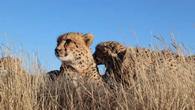 Close up low angle view of family of Cheetahs on savanna, blue sky