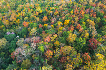 Naklejka na ściany i meble Beautiful aerial view, colour full leaves in the forest in autumn. Pang Puay, Mae Moh, Lampang.