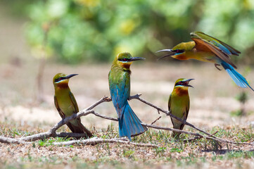Bird lovers, Beautiful Blue-tailed bee-eater (Merops philippinus) On a branch above the meadow with green background in Phetchaburi Thailand.
