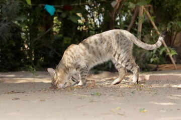 A pet tabby cat standing in the garden sniffing at the smell of rats or food hidden in the ground or land