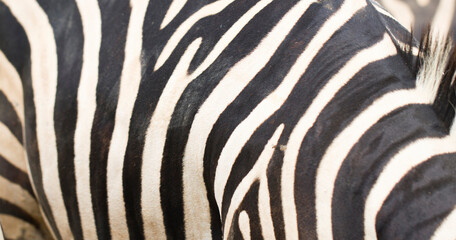 Fototapeta na wymiar close-up surface skin texture natural pattern zebras background in the zoo, Blank for design. with Copy Space for Text. .