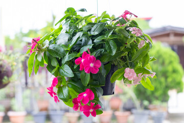 Fresh catharanthus roseus or Madagascar periwinkle flower bloom and hanging in back plastic pot in the garden on blur nature background.