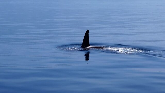 Orca surfacing to take breath while shot zooms into capture the dorsal fin disappearing into calm water in the  Sea of Okhotsk off the coast of Shiretoko Hokkaido.