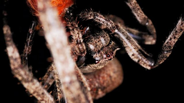 Super macro view of a creepy hairy garden spider and its prey in a web cacoon. A spider caught a bug in its trap. Night wildlife