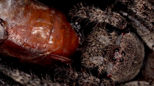 Extremely macro portrait of a creepy hairy garden spider holding and eating its prey in a web cacoon. A spider caught a bug in its trap. Night wildlife
