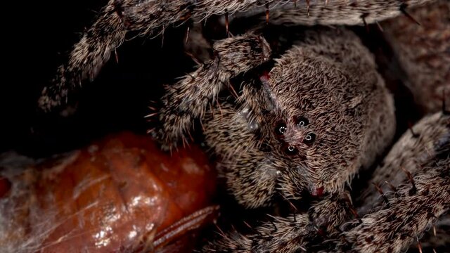 Extremely macro portrait of a creepy garden spider holding and eating its prey in a web cacoon. A view of spider's eyes, hairy head and legs. Night wildlife