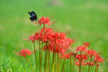 彼岸花と黒い蝶
