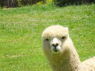 [Peru] A white alpaca sitting on the meadow