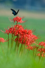 彼岸花と黒い蝶