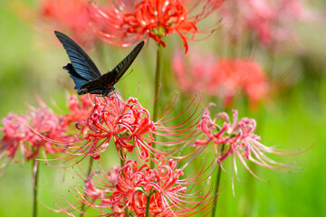 彼岸花と黒い蝶