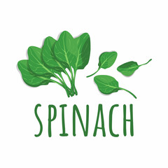 spinach illustration vector image EPS 10