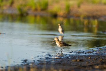Fototapeta premium Green Sandpiper feeds along the shores, looking for food on beach of Baltic sea before autumn migrating to southern, autumn season in bird life. Wading bird during foraging