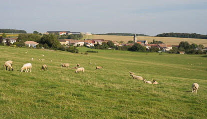 Small village Beux in Lorraine France with church houses a lot of photovoltaic agriculture sheep...