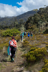 Obraz premium group of hikers walking along the path surrounded by vegetation in the paramo in Chirripo National Park