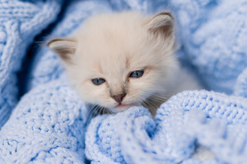 closeup of the snout of a sleeping british shorthair kitten of silver color buried in a blue...