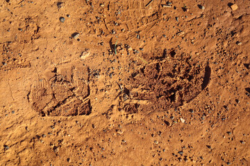 shoeprint of male shoe in red soil