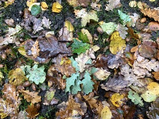 forest park nature greens day overcast leaves grass trees branches square nature road path path bench rest place to rest stone stone crumb