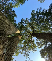 tree in the forest