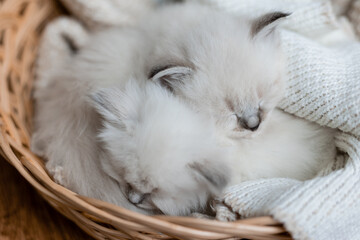 Closeup of a British shorthair kittens of silver color sleeping in a wicker basket on a wooden floor