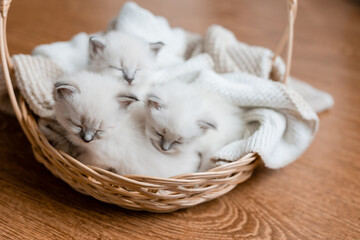 Closeup of a British shorthair kittens of silver color sleeping in a wicker basket on a wooden floor