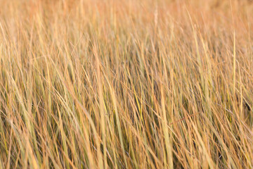 A field with spikelets, dry grass on an autumn sunny day. Selective focus
