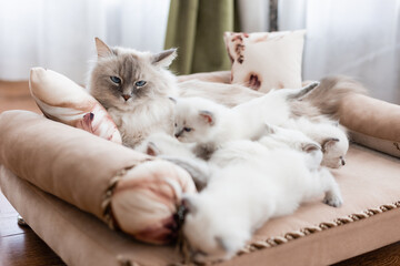 British shorthair cat of silver color with blue eyes lies on a sofa with pink upholstery with her kittens. Siberian nevsky masquerade cat color point. Pedigree pet. Space for text. High quality photo
