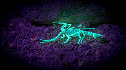 Isolated close up of a single deadly yellow scorpion in the desert lite up with ultra violet light- Southern Israel - obrazy, fototapety, plakaty